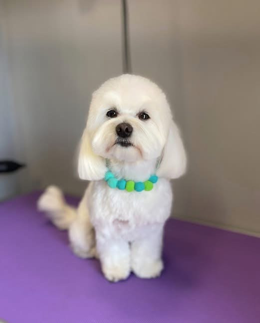 Debreceni Kutyakozmetika - 04_Pami