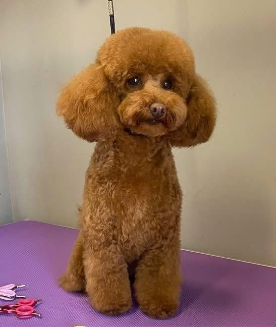 Debreceni Kutyakozmetika - 05_Macika