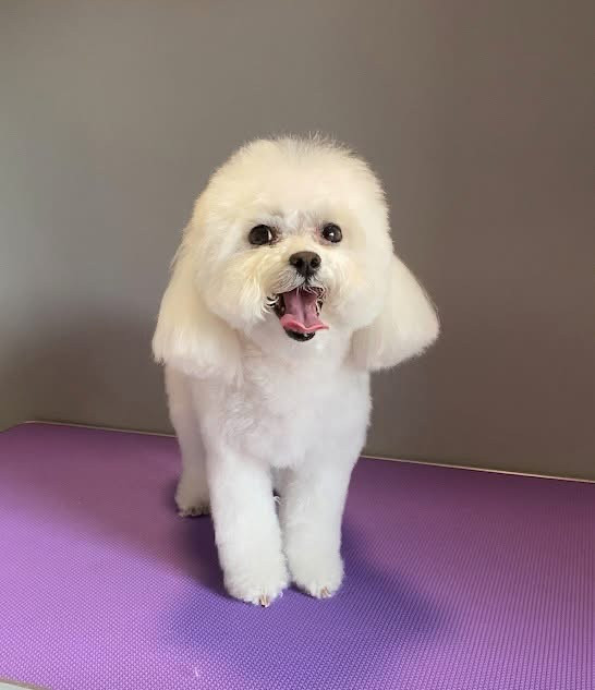 Debreceni Kutyakozmetika - 06_Cuki