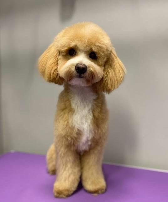 Debreceni Kutyakozmetika - 07_Roy