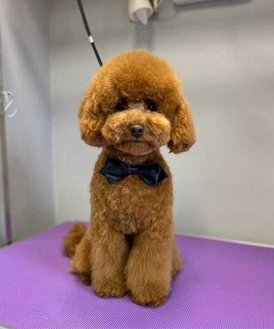 Debreceni Kutyakozmetika - 09_Rafi