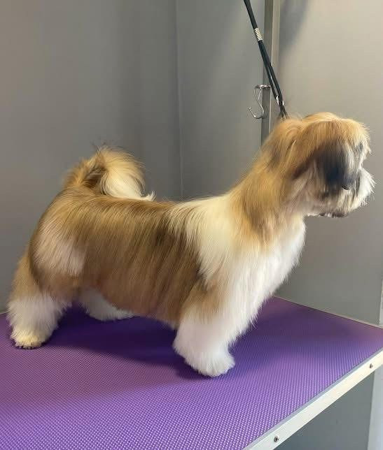 Debreceni Kutyakozmetika - 10_Tessa