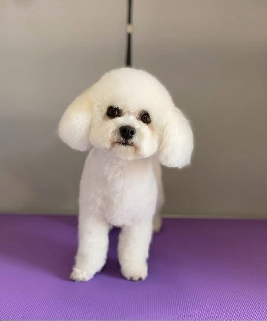 Debreceni Kutyakozmetika - 11_Mia