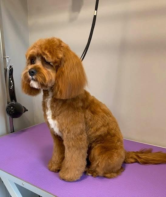 Debreceni Kutyakozmetika - 12_Molly