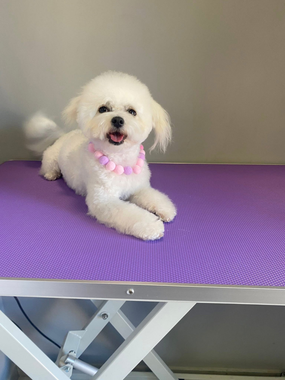 Debreceni Kutyakozmetika - 13_Mia