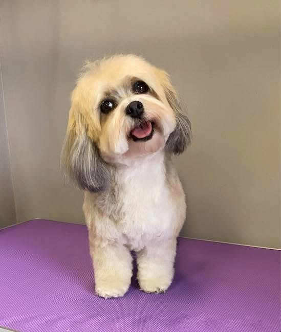 Debreceni Kutyakozmetika - 14_Bonika