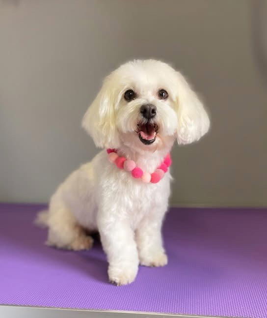 Debreceni Kutyakozmetika - 15_Szofika