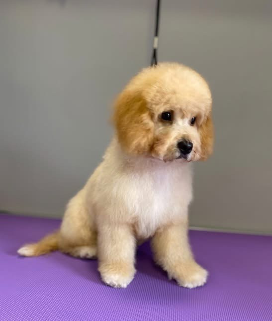 Debreceni Kutyakozmetika - 16_Buksi