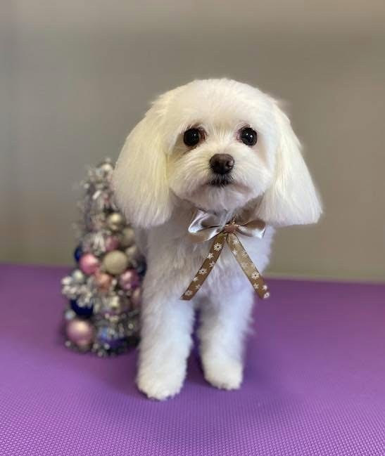 Debreceni Kutyakozmetika - 17_Dana