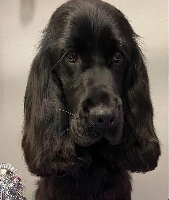 Debreceni Kutyakozmetika - 18_Leo