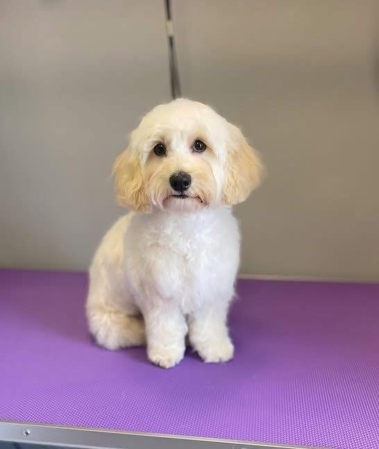 Debreceni Kutyakozmetika - 19_Kajla