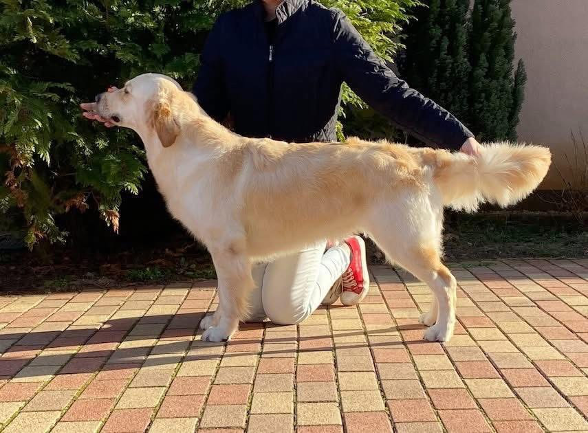 Debreceni Kutyakozmetika - 20_Golden