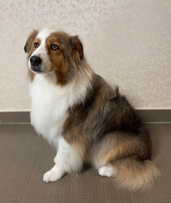 Debreceni Kutyakozmetika - 21_Hézi