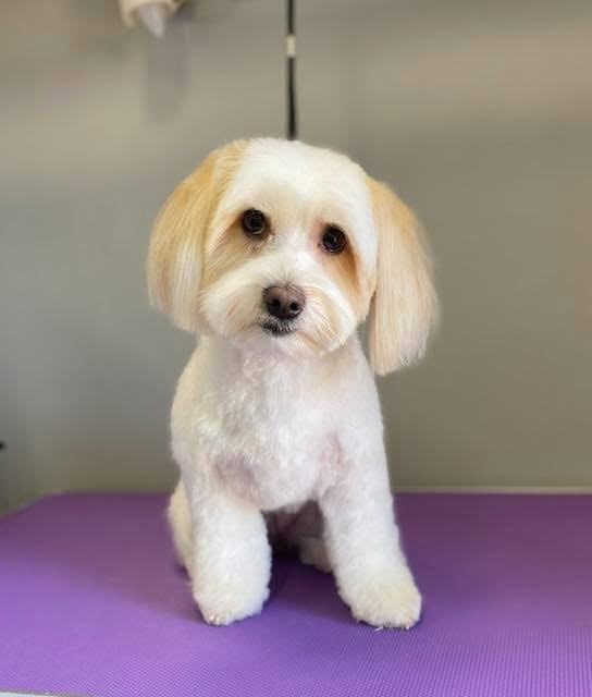 Debreceni Kutyakozmetika - 22_Mila