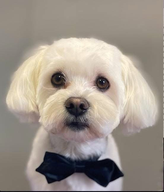 Debreceni Kutyakozmetika - 23_Mexi