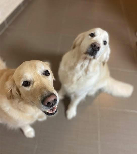 Debreceni Kutyakozmetika - 24_Goldenek