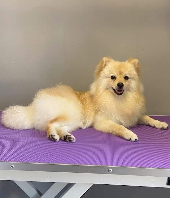 Debreceni Kutyakozmetika - 25_Szimba