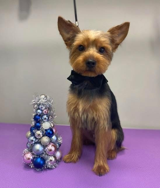 Debreceni Kutyakozmetika - 26_Dixon