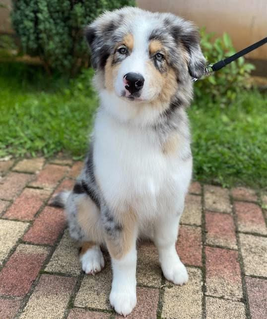 Debreceni Kutyakozmetika - 27_Kókusz