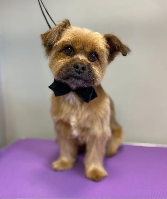 Debreceni Kutyakozmetika - 28_Buki