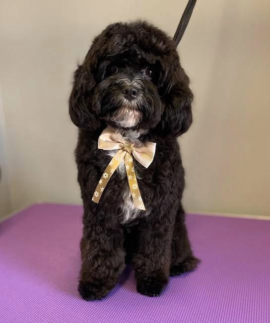 Debreceni Kutyakozmetika - 29_Kópé