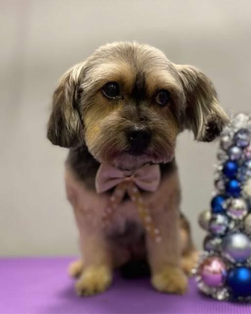 Debreceni Kutyakozmetika - 30_Bukfenc