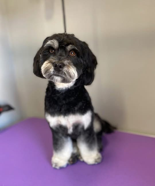 Debreceni Kutyakozmetika - 31_Havanese