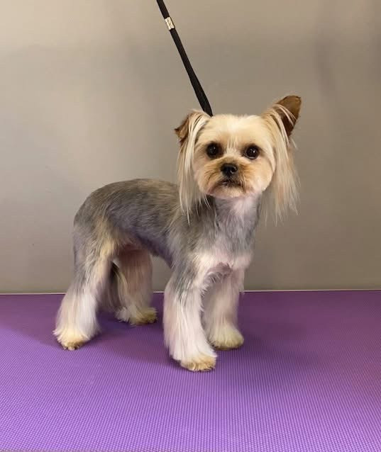 Debreceni Kutyakozmetika - 32_Szofika_yorki